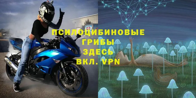 Галлюциногенные грибы MAGIC MUSHROOMS  Петровск-Забайкальский 